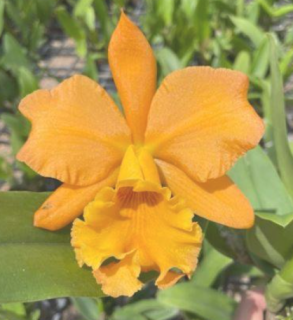 Cattleya Mangkorn Nugget