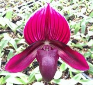 Paphiopedilum Yi Ying Santa Claus