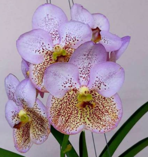 Vanda Boonserm Beauty