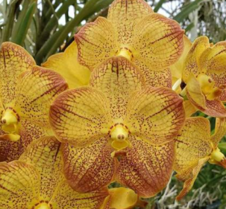 Vanda Chaophraya Sapphire x Suksamran Spot