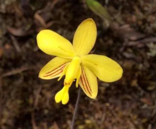 Spathoglottis affinis