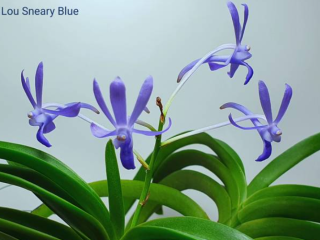 Neostylis Lou Sneary Blue