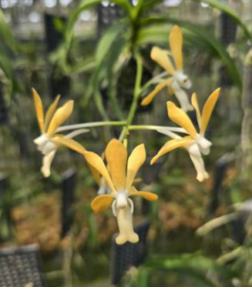 Vanda (denisoniana x falcata) x Asc. curvifolium