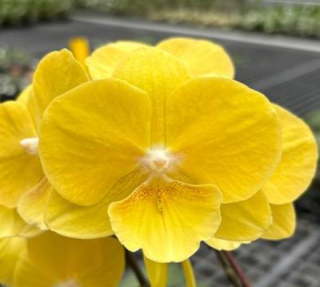 Phalaenopsis Younghome Lemon Yellow