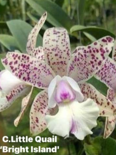 Cattleya Little Quail Bright Island