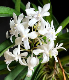 Neostylis Lou Sneary White