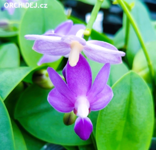 Doritaenopsis Purple Martin var. blue