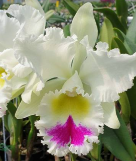 Brassocattleya Pastoral Ariel Carniel var. semi-alba