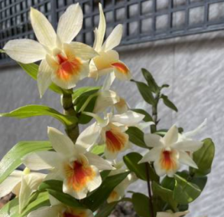 Dendrobium Christy Dawn Shang Guest