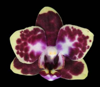 Phalaenopsis  Charming Cafecat 743