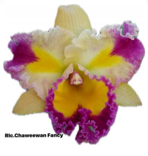 Rhyncholaeliocattleya Chaweewan Fancy