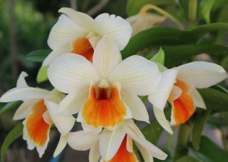 Dendrobium Jairak Wii