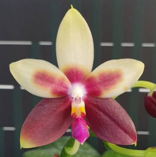 Phalaenopsis Miki Rose Vincent 1782