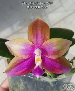 Phalaenopsis Miki Sabina 590