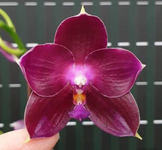 Phalaenopsis Lyndon Mix Zebra 809