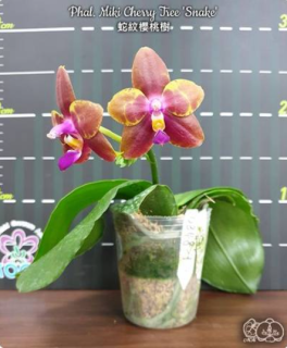 Phalaenopsis Miki Cherry Tree Snake