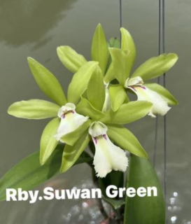 Rhynchobrassoleya Suwan Green