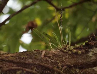 Bulbophyllum nigrescens