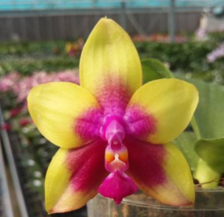 Phalaenopsis Miki Mok Choi Bear Queen 774