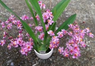 Oncidium Tsiku Marguerite CT Dragon 1