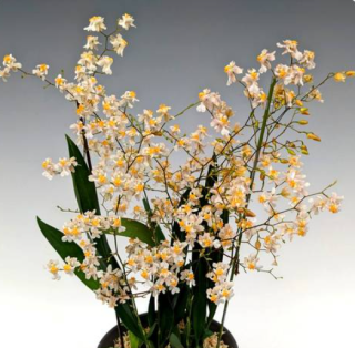 Oncidium Tsiku Marguerite CT Little Spring