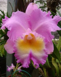 Brassolaeliocattleya Triumphal Coronation Spring Beauty