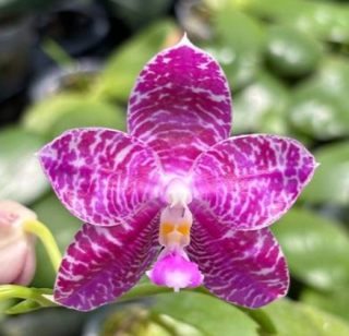 Phalaenopsis Lyndon Mix Zebra Treasure