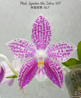 Phalaenopsis Lyndon Mix Zebra 817