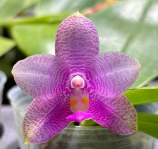 Phalaenopsis Miki Mok Choi Bear Queen 710