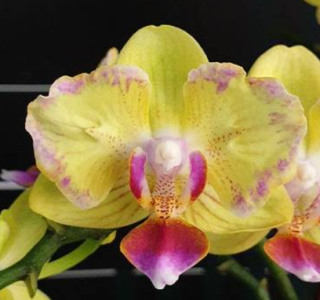 Phalaenopsis Golden Yuzu Peloric