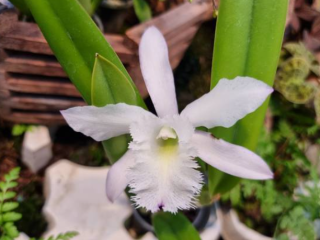 Rhyncholaeliocattleya (digbyana x Button Top) Snow Crane