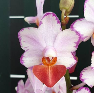 Phalaenopsis Lius Triprince Splash