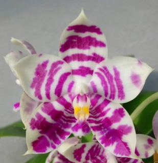 Phalaenopsis Lyndon Mix Zebra 707