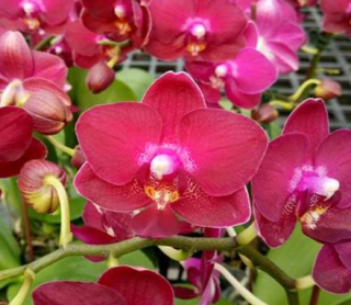 Phalaenopsis Diamond King