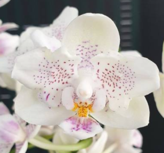 Phalaenopsis Younghome Luck