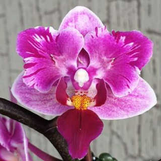 Phalaenopsis Miki Pink Fox Variegata/Peloric