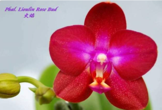 Phalaenopsis Lioulin Rose Bud