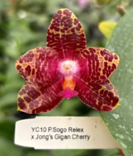 Phalaenopsis Yaphon Red Brick