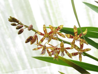 Dipodium paludosum