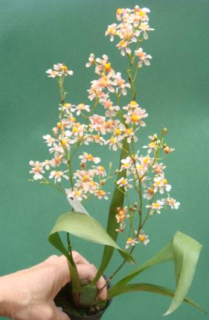 Oncidium Sepia Color Pure