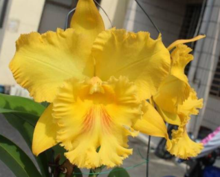 Rhyncholaeliocattleya Chief Oscar Yellow River